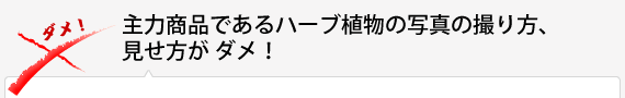 主力商品であるハーブ植物の写真の撮り方、見せ方が ダメ！